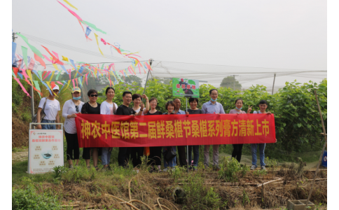 桑椹滿枝頭，采摘正當(dāng)時(shí)- 神農(nóng)中醫(yī)館鮮桑椹合作基地采摘紀(jì)實(shí)